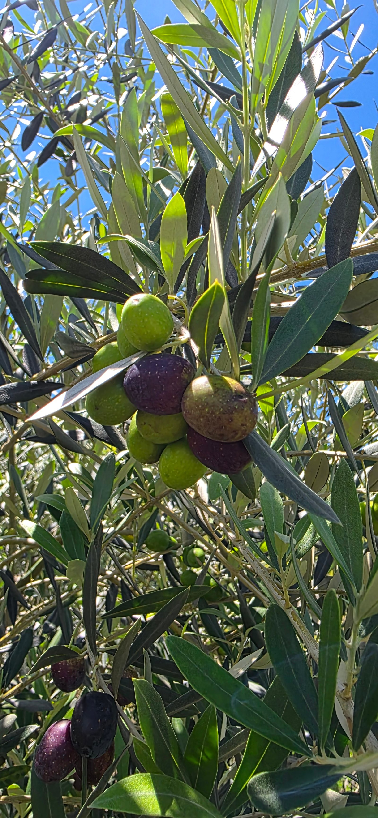 Oliveiras da Mantiqueira